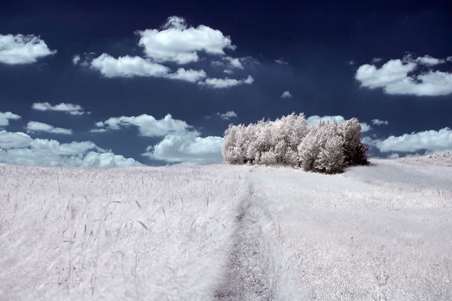 the-majestic-beauty-of-trees-captured-in-infrared-photography-6__880