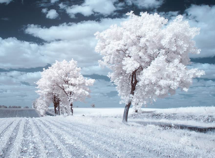 the-majestic-beauty-of-trees-captured-in-infrared-photography-7__880