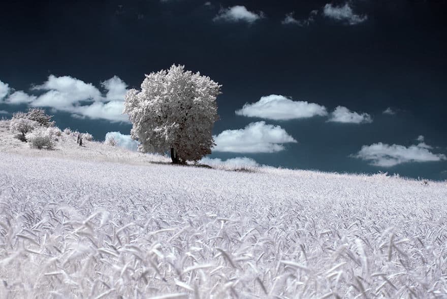 the-majestic-beauty-of-trees-captured-in-infrared-photography-8__880