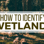 how to identify wetlands