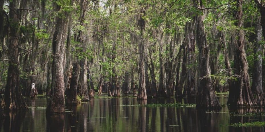 How to Identify (and Avoid) Wetlands