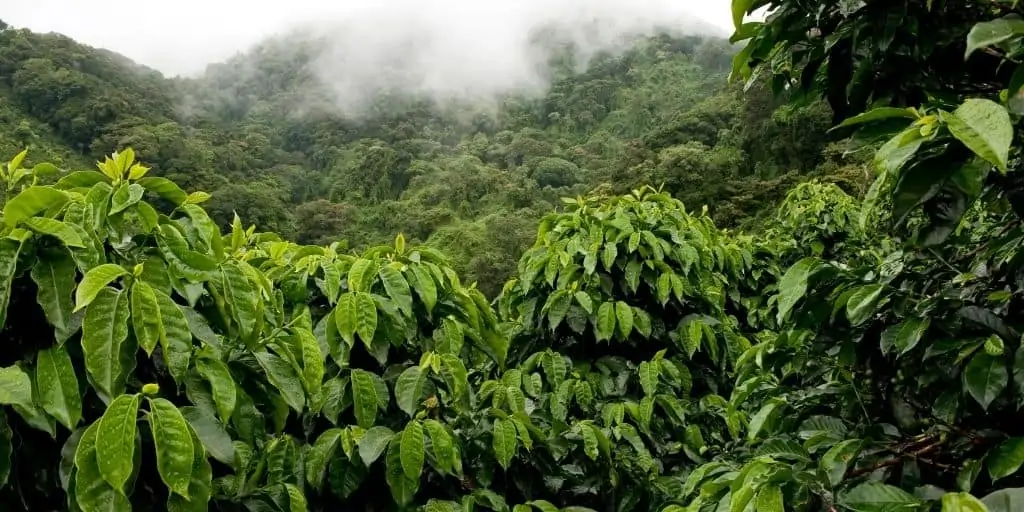 coffee trees beans altitude