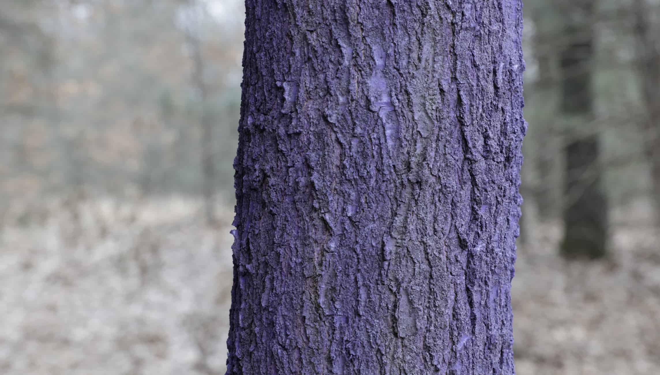 purple paint no trespassing
