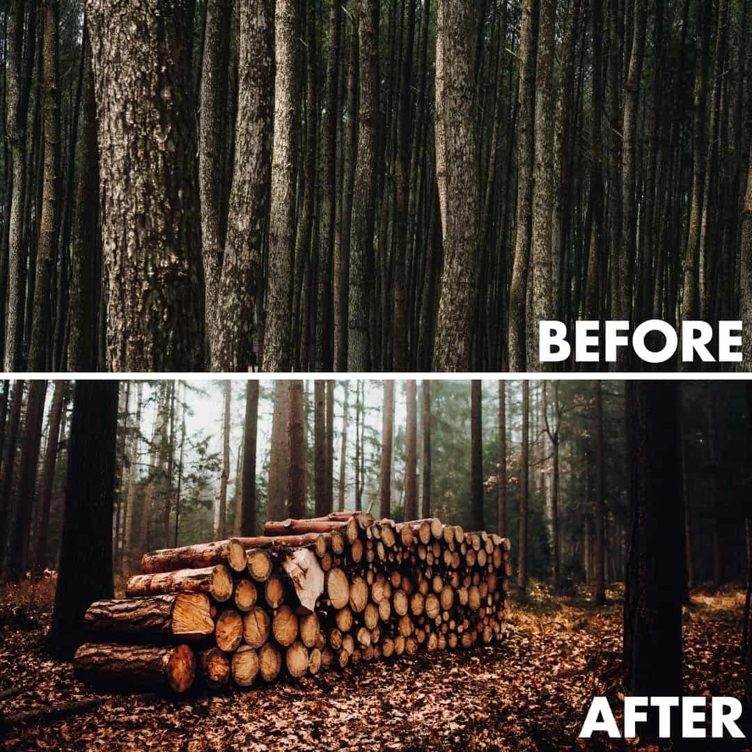 tree clearing before and after