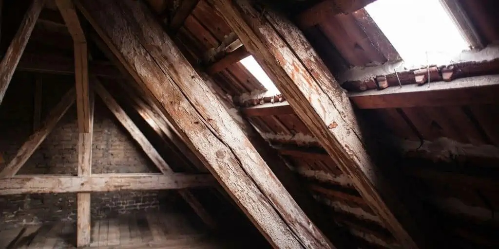 phrogging in attic