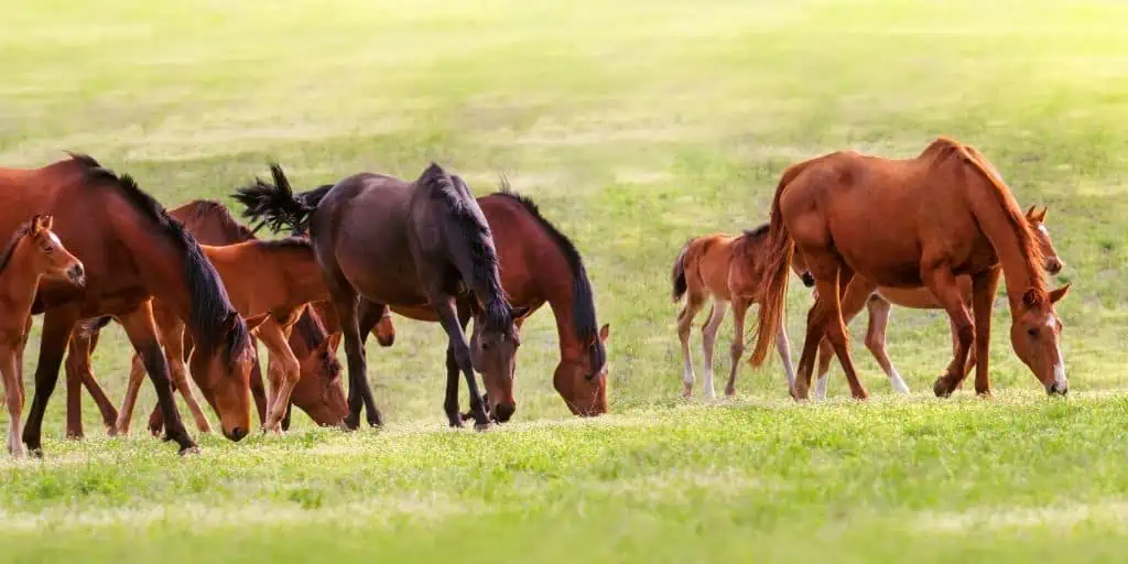 horse herd on pasture