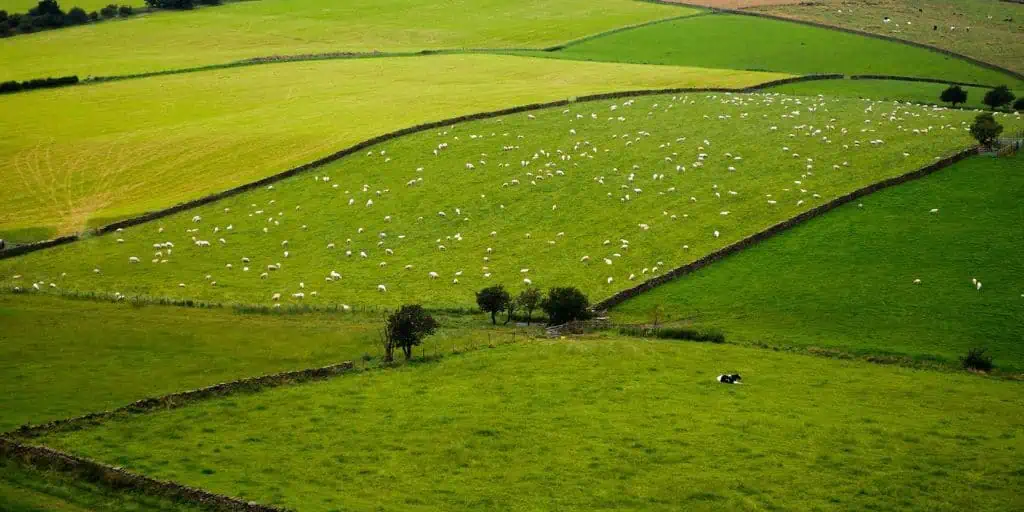 farmland livestock